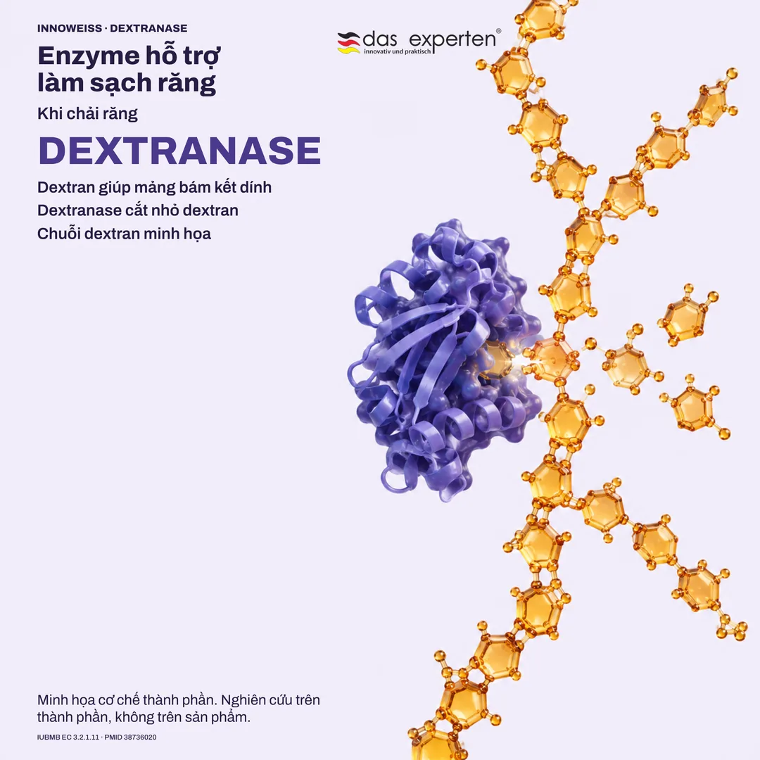 Minh họa dextranase cắt nhỏ chuỗi dextran trong mảng bám: enzyme hỗ trợ làm sạch răng khi chải răng