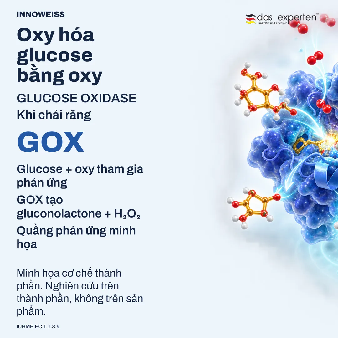 Minh họa glucose oxidase chuyển hóa glucose với oxy thành gluconolactone và hydrogen peroxide khi chải răng