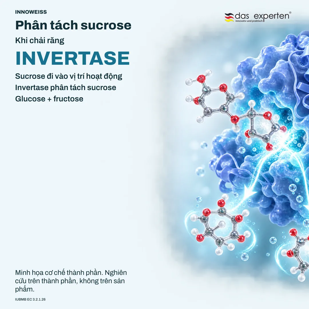 Minh họa invertase phân tách sucrose thành glucose và fructose khi chải răng