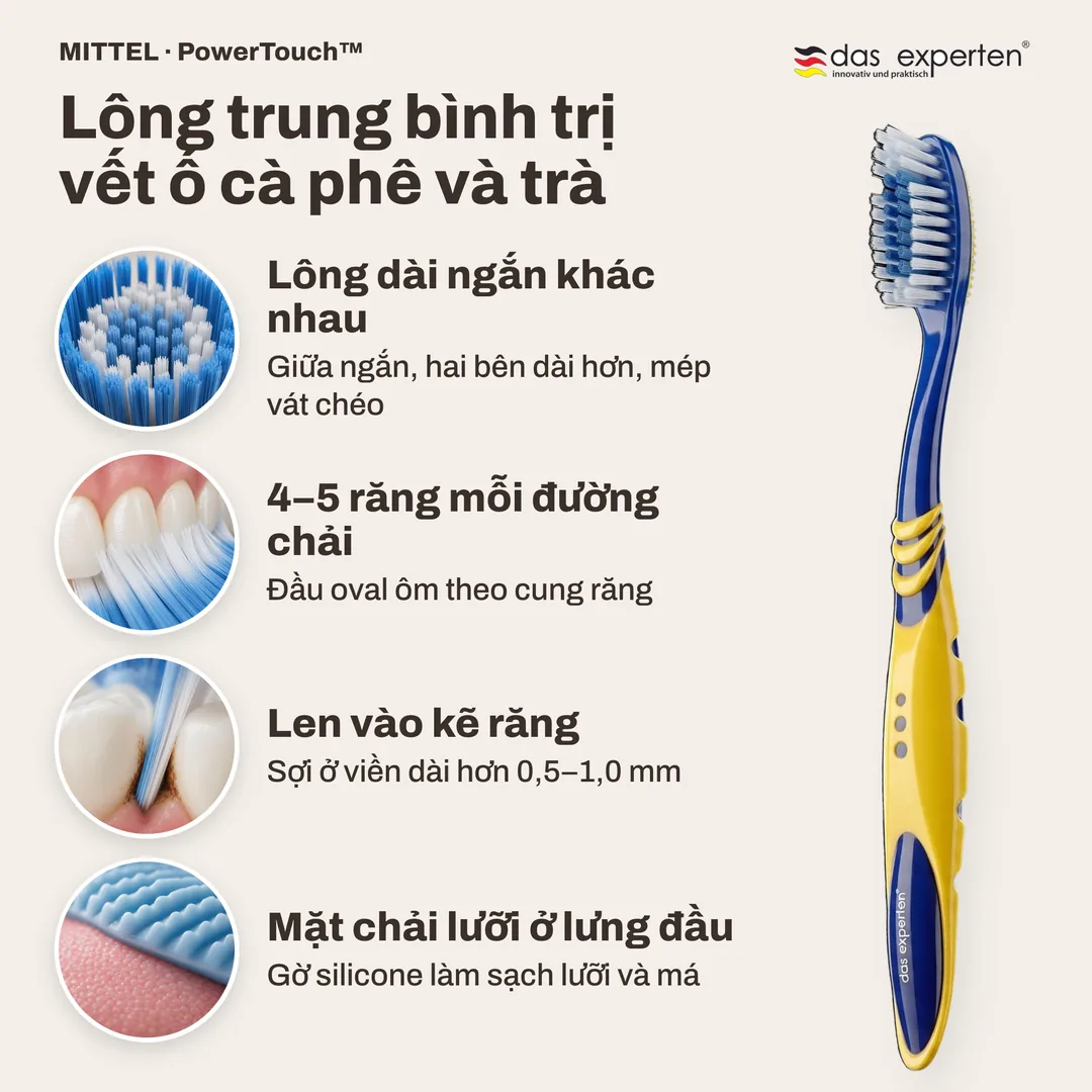 Lông trung bình trị vết ố cà phê và trà — Lông dài ngắn khác nhau; 4–5 răng mỗi đường chải; Len vào kẽ răng; Mặt chải lưỡi ở lưng đầu