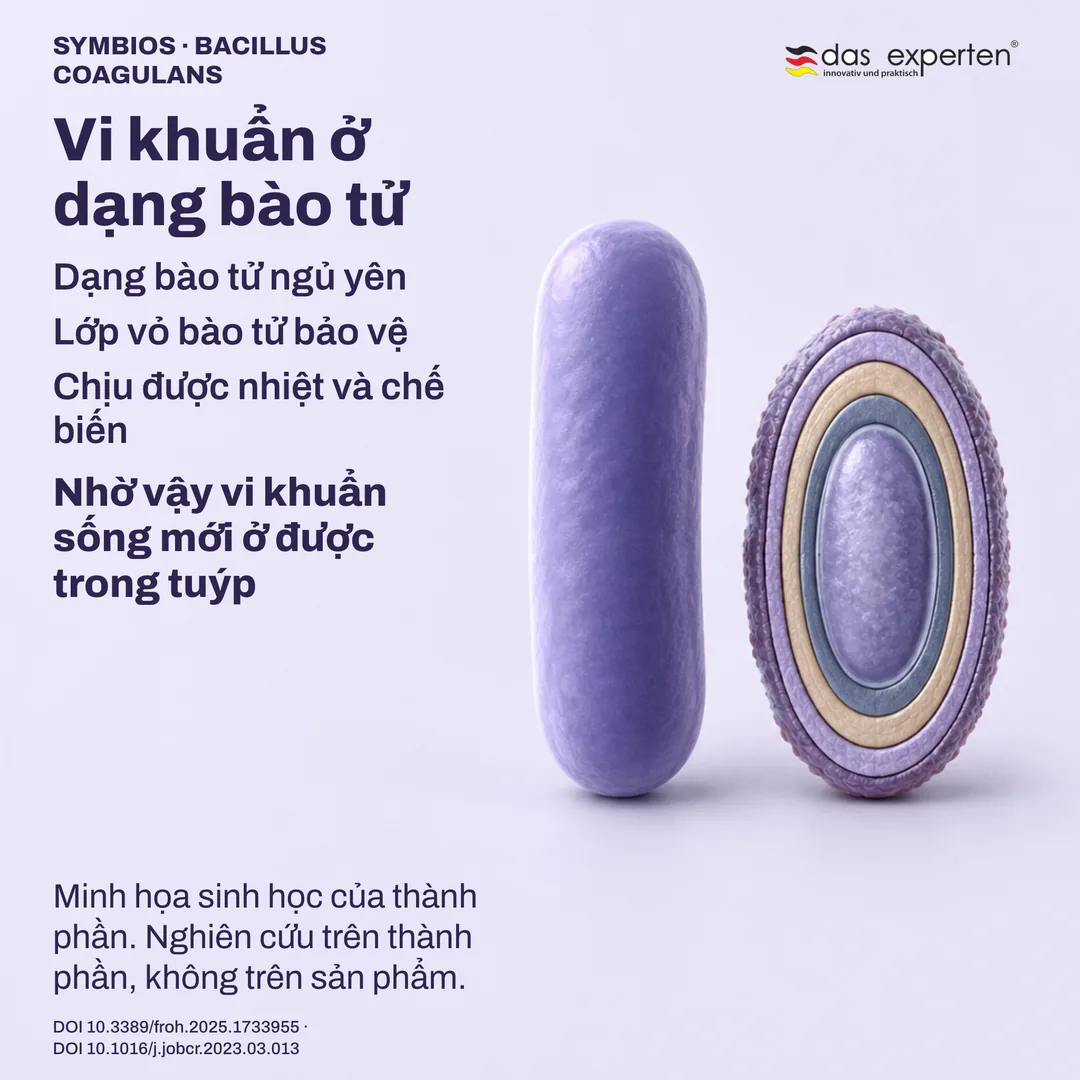 Hình minh họa bào tử ngủ yên với lớp vỏ bảo vệ, bên cạnh dạng thể sinh dưỡng — sinh học của thành phần