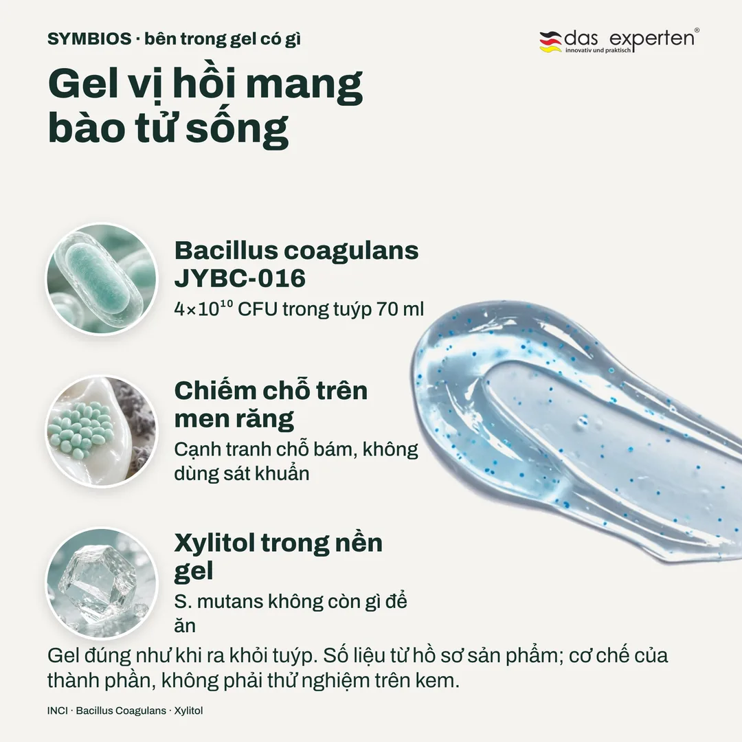Gel vị hồi mang bào tử sống — Bacillus coagulans JYBC-016; Chiếm chỗ trên men răng; Xylitol trong nền gel