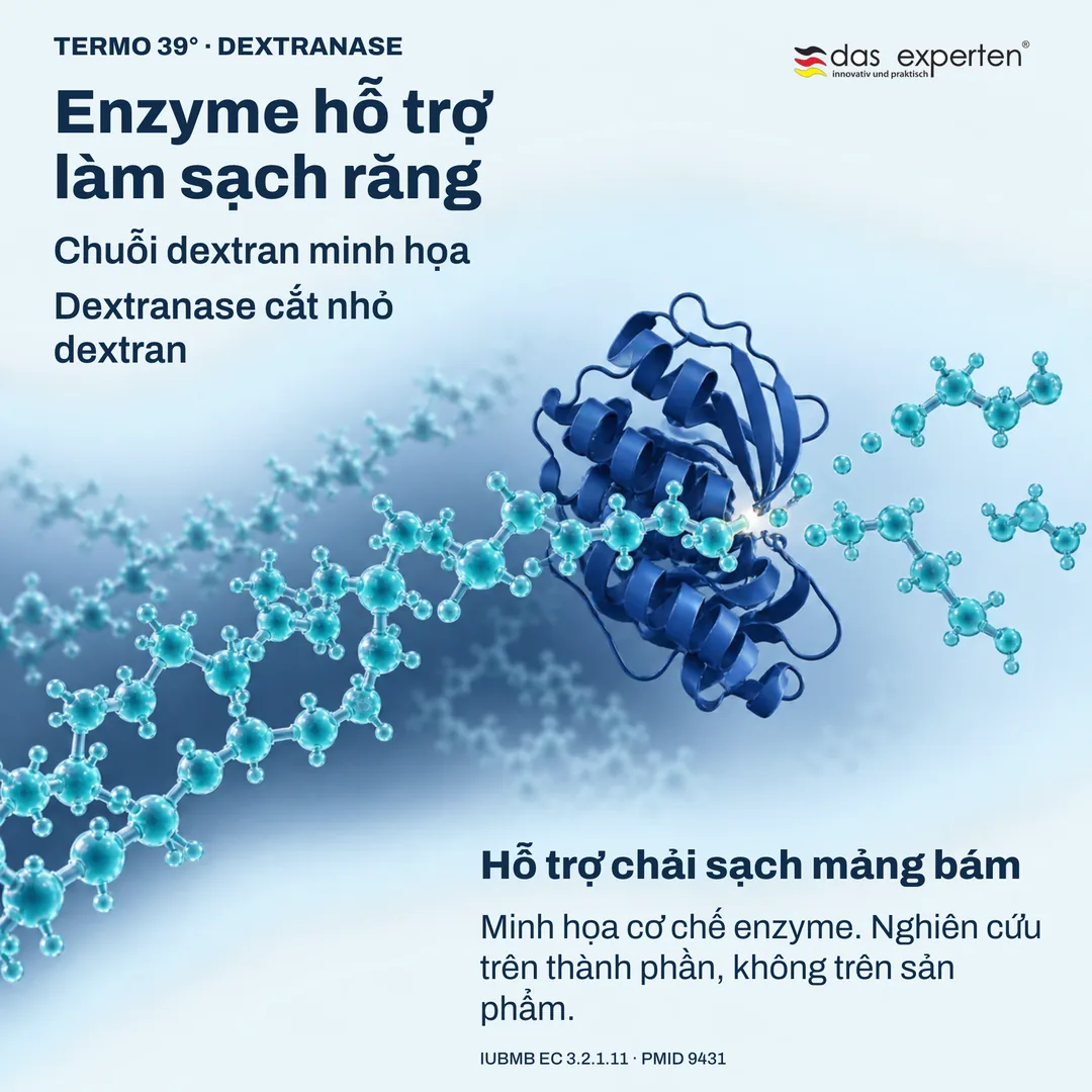 Minh họa dextranase cắt nhỏ chuỗi dextran: enzyme hỗ trợ làm sạch răng và chải sạch mảng bám