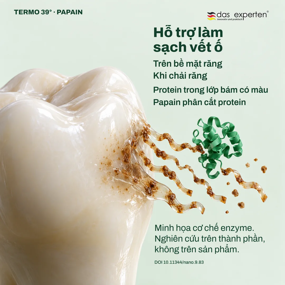 Minh họa papain phân cắt protein trong lớp bám có màu trên bề mặt răng: hỗ trợ làm sạch vết ố khi chải răng