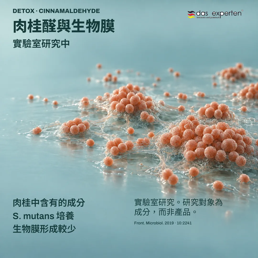 實驗室示意圖:肉桂成分肉桂醛與 S. mutans 培養,生物膜形成較少
