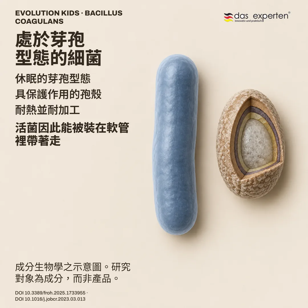 示意圖:具保護孢殼的休眠 Bacillus coagulans 芽孢,旁為桿狀型態,屬成分示意