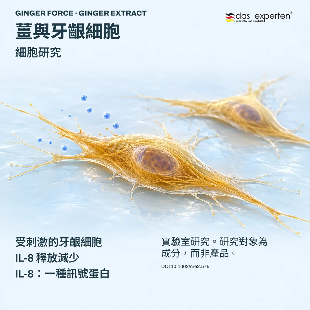 受刺激的牙齦細胞與薑萃取物示意圖:細胞研究中 IL-8 釋放減少