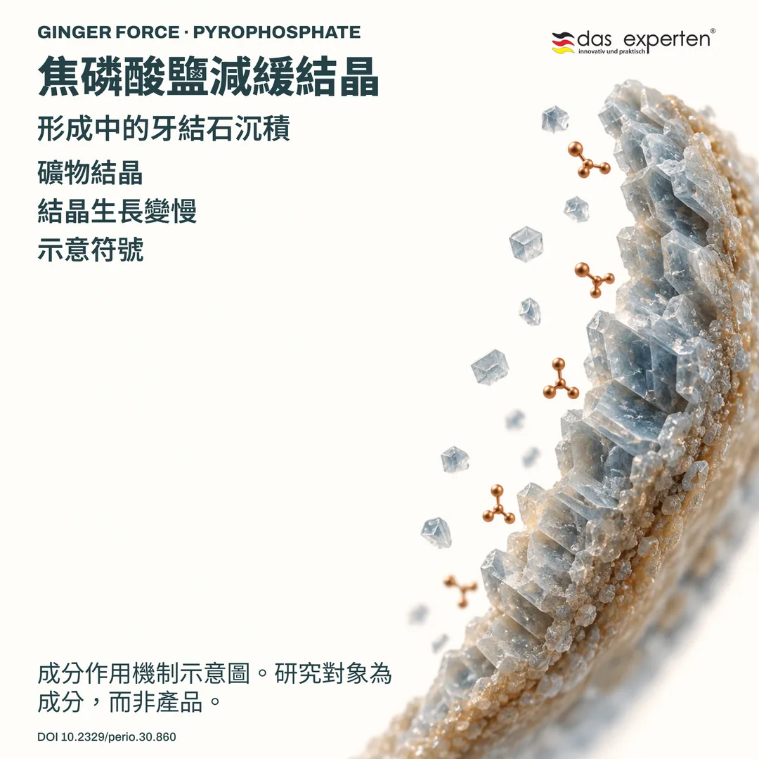 形成中的牙結石內礦物結晶示意圖:焦磷酸鹽減緩結晶生長