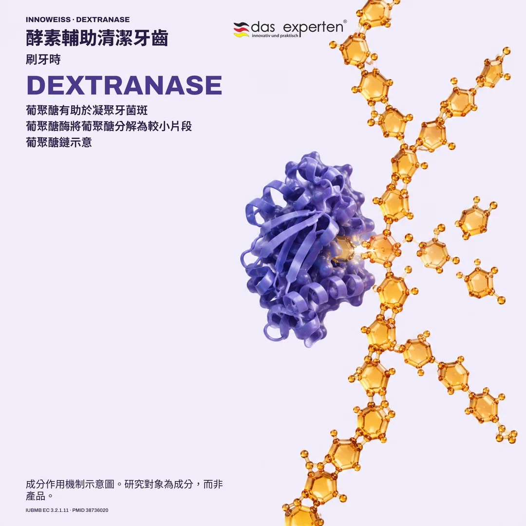 葡聚醣酶分解牙菌斑中葡聚醣鏈的示意圖:酵素在刷牙時輔助清潔牙齒