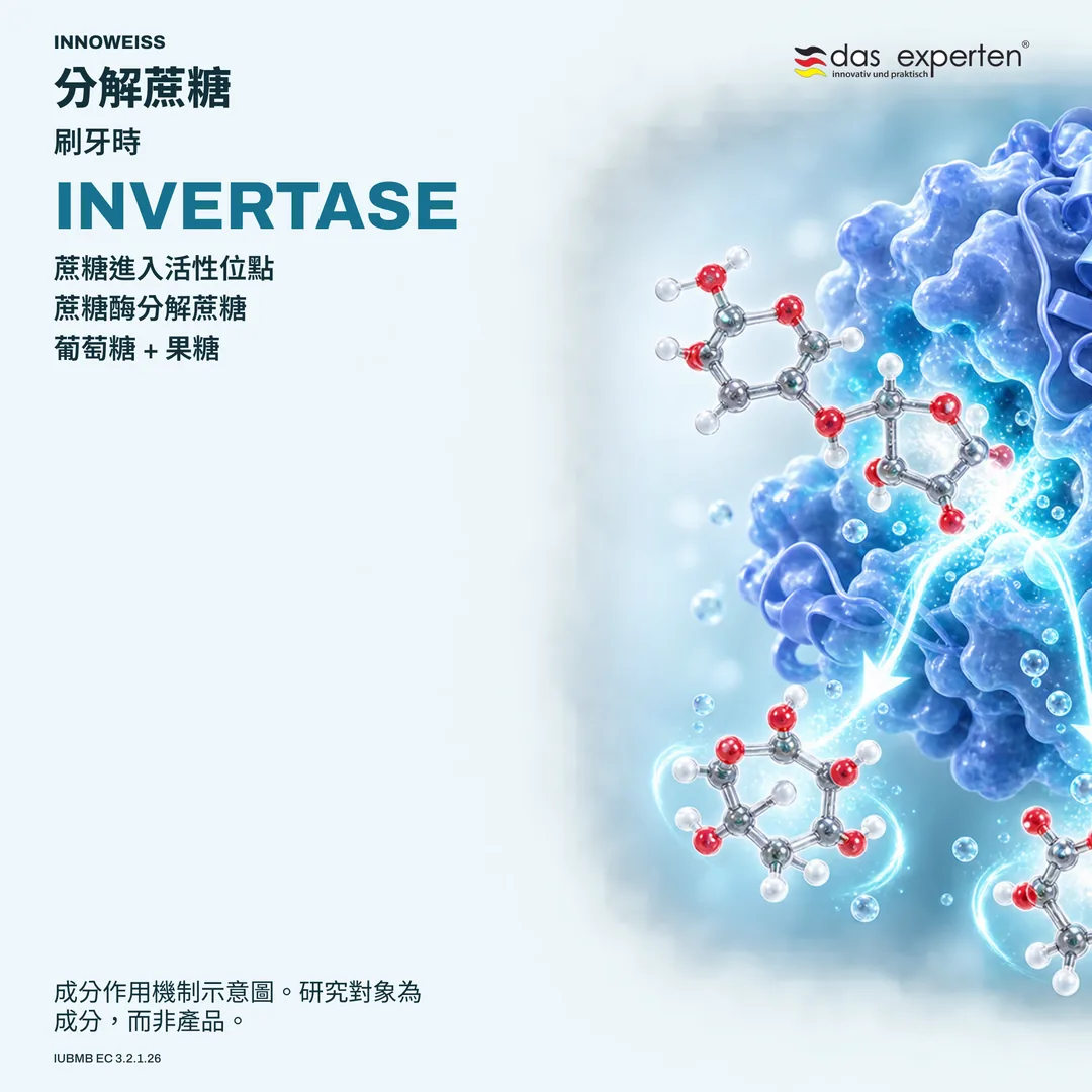 蔗糖酶在刷牙時將蔗糖分解為葡萄糖和果糖的示意圖