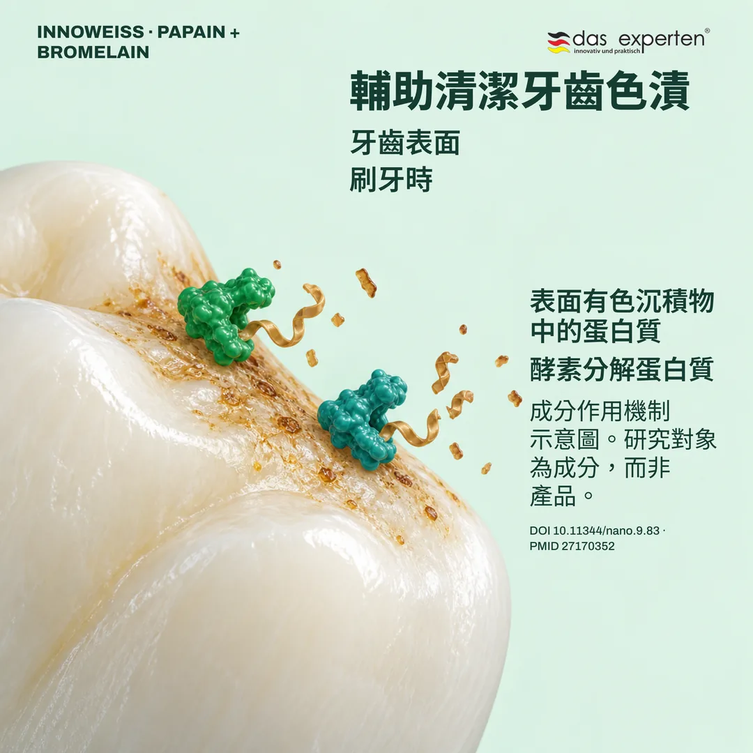 木瓜酵素與鳳梨酵素分解牙齒表面色漬中蛋白質的示意圖:刷牙時輔助清潔色漬