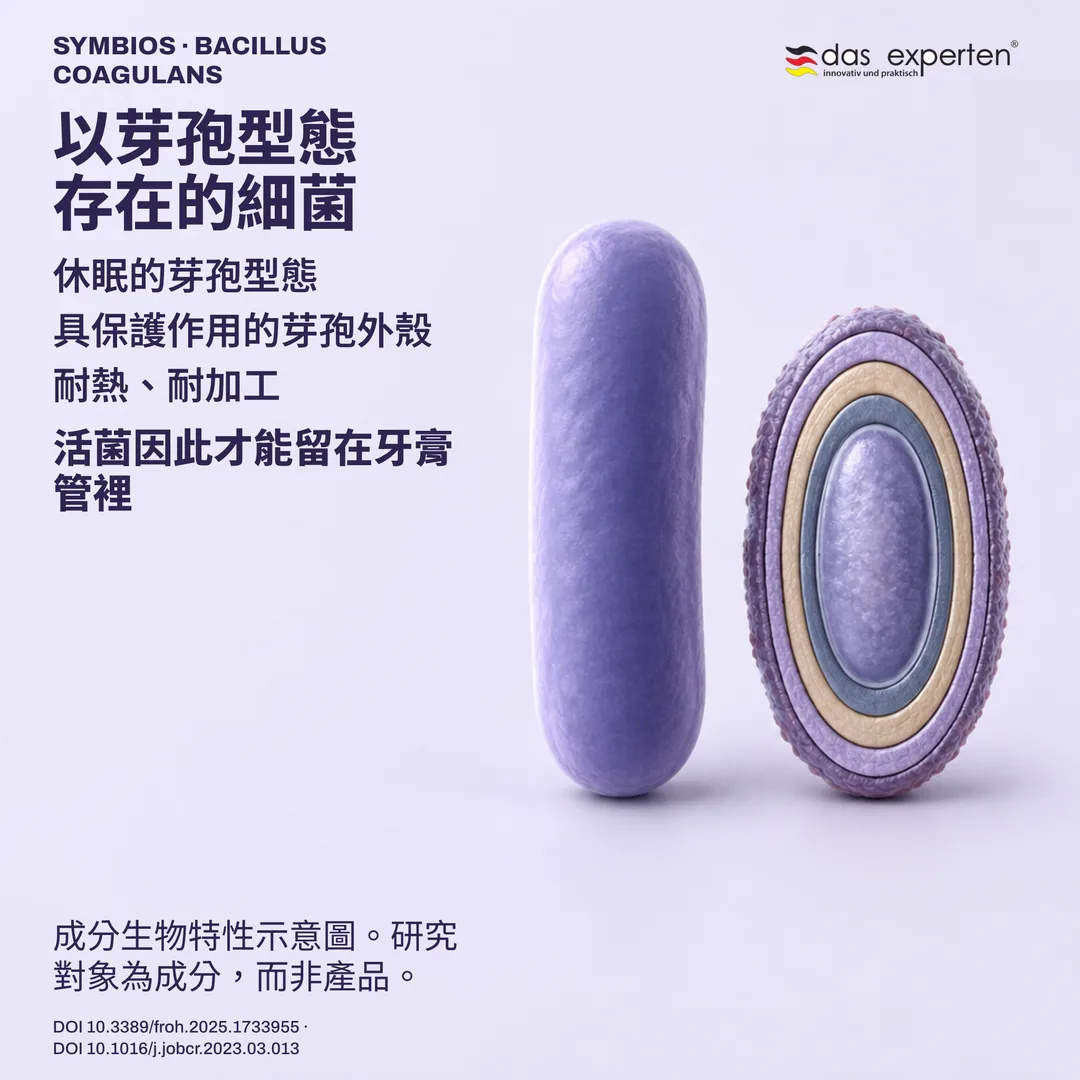 示意圖:休眠芽孢與其保護外殼,旁為營養型細胞,說明成分的生物特性