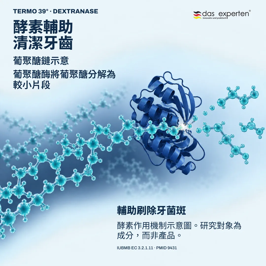 葡聚醣酶分解葡聚醣鏈的示意圖:酵素輔助刷除牙菌斑