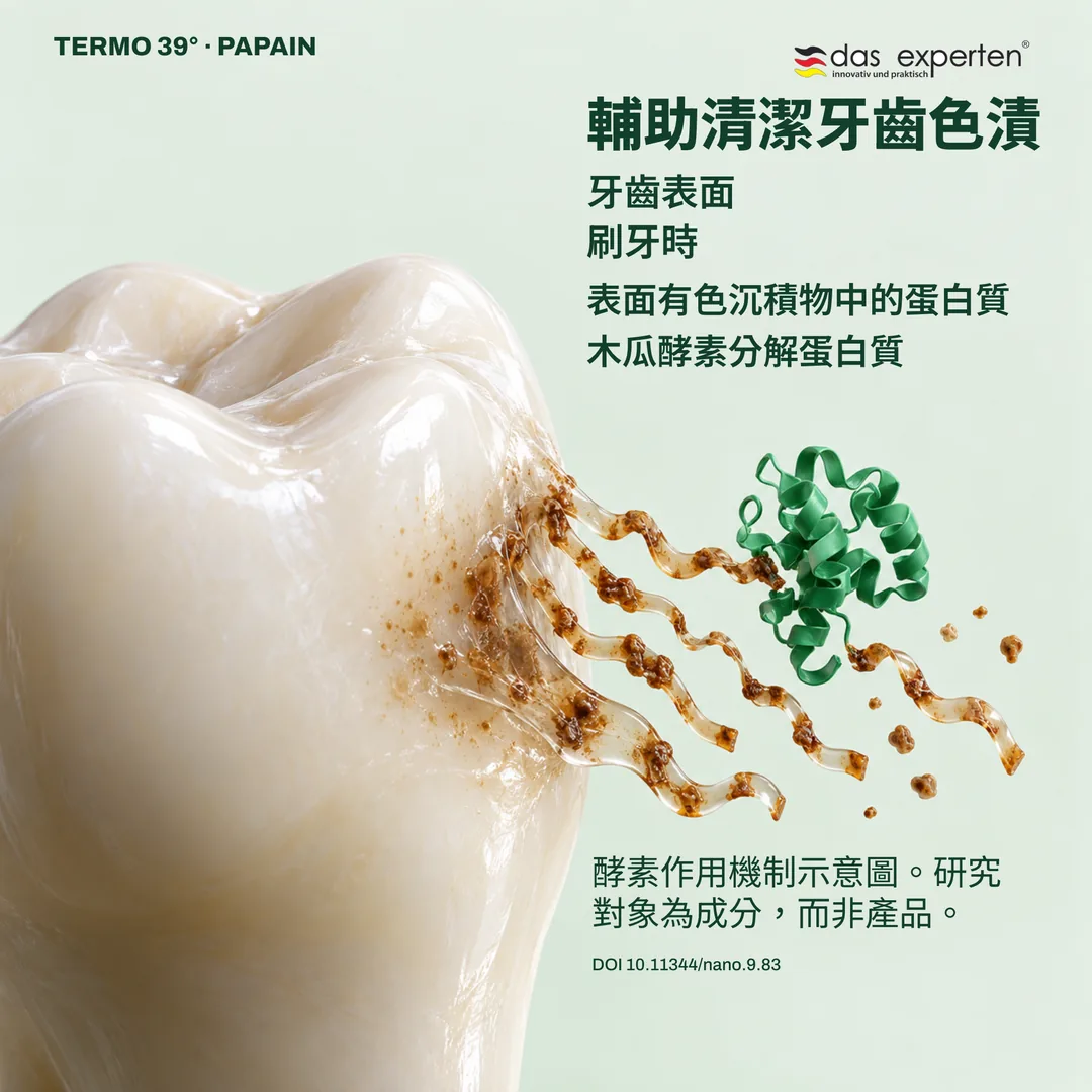 木瓜酵素分解牙齒表面色漬中蛋白質的示意圖:刷牙時輔助清潔色漬